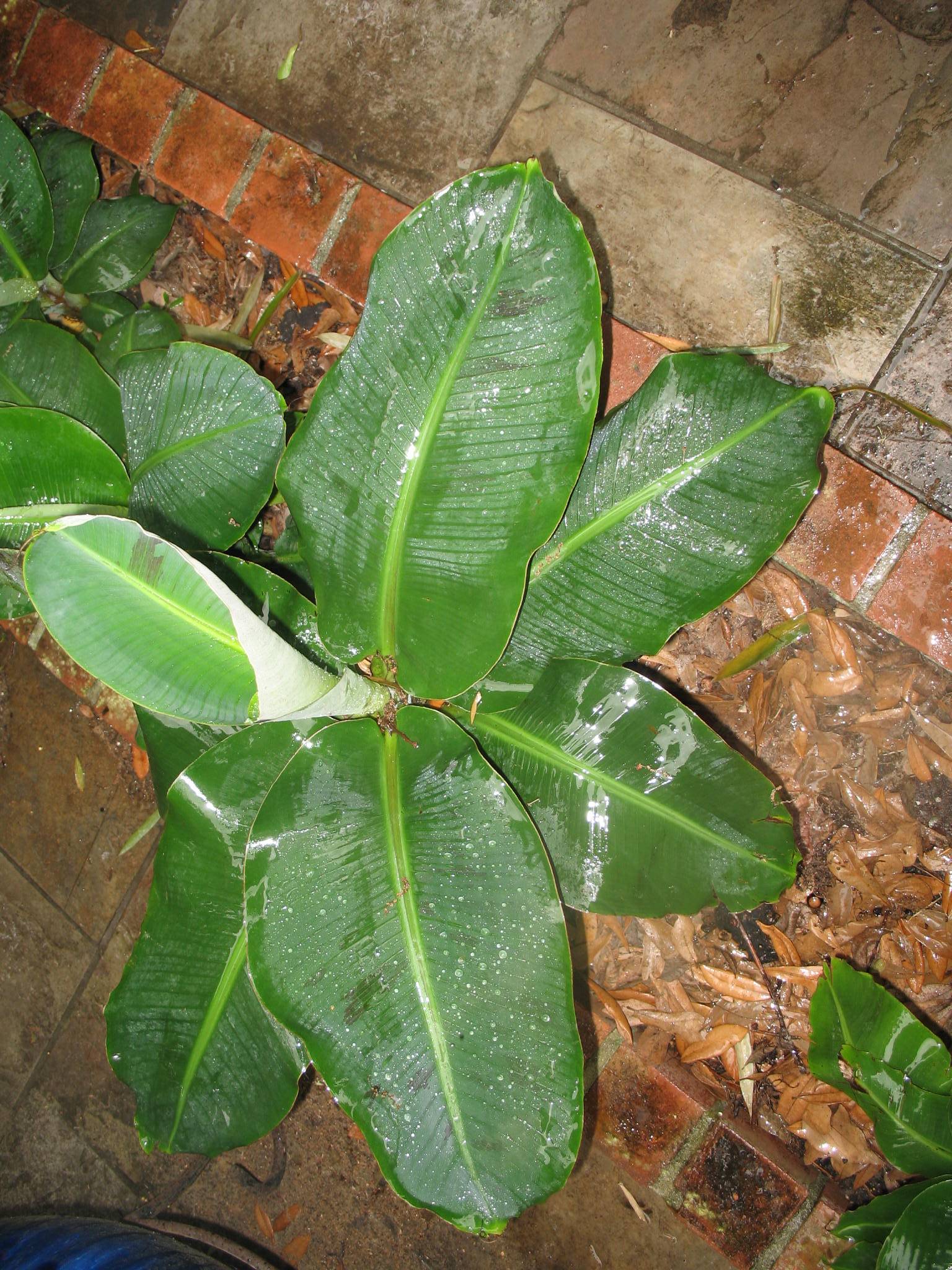Truly Tiny Musa Ultra Dwarf Banana Tree Growing Indoo vrogue.co